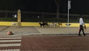 أكادير : جحافل الكلاب الضالة وسط المنطقة السياحية تغضب ساكنة المدينة وزائريها