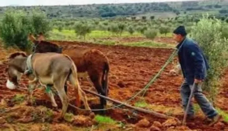 الأمطار تنعش آمال الفلاحين بإنقاذ الموسم الفلاحي، وسط توقعات بالوفرة وانخفاض الأسعار في الأسواق