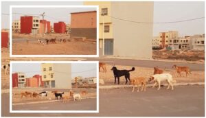 تزنيت : تجول جحافل من الكلاب الضالة قرب منازل سكنية يخلف ردود فعل غاضبة، وسط مطالب بحماية أمن المواطنين وسلامتهم 8 كلاب ضالة