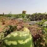 الإحتفال بالهزيمة.