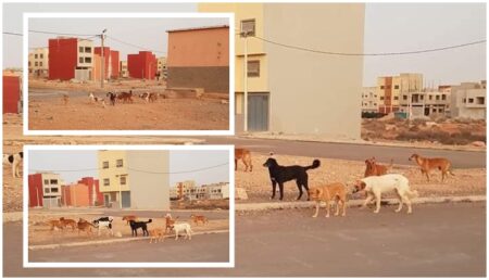 تزنيت : تجول جحافل من الكلاب الضالة قرب منازل سكنية يخلف ردود فعل غاضبة، وسط مطالب بحماية أمن المواطنين وسلامتهم
