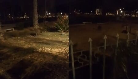 ظهور الخنزير البري في المناطق الحضرية بأكادير : خطر حقيقي يهدد المواطنين
