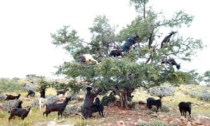 Herds of camels and sheep