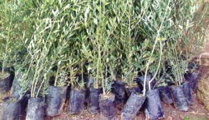 Seedlings