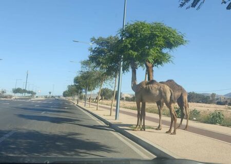 أكادير : صورة لجمال تلتهم أشجار الطريق الرئيسي لحي أدرار تخلق جدلا واسعا بمواقع التواصل الاجتماعي أكادير : صورة لجمال تلتهم أشجار الطريق الرئيسي لحي أدرار تخلق جدلا واسعا بمواقع التواصل الاجتماعي