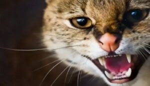 Chat enrage