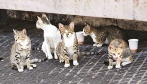 Chats errants