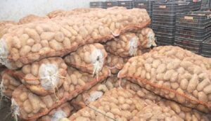 Exportation de pommes de terre