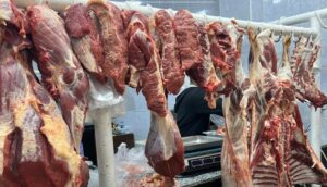 “القصابة” مستاؤون من إقصائهم من عملية استيراد العجول المعدة للتسمين.