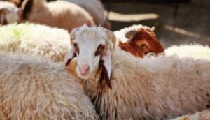 أسعار الأضاحي تُلامس عنان السماء: أزمة تهدد شعيرة العيد 6 Prix des moutons