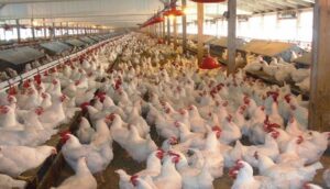 Prix ​​​​du poulet