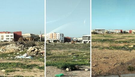 اجتياح قطعان من الإبل المجال الحضري لمدينة أكادير يخلف ردود فعل غاضبة اجتياح قطعان من الإبل المجال الحضري لمدينة أكادير يخلف ردود فعل غاضبة