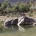 التنكيل بدابة و قطع أطرافها، يقود فلاحا إلى التوقيف و التحقيق. 