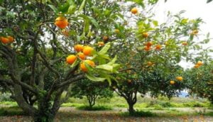 مجزرة في ضيعات الحوامض بجهة سوس ماسة، و أعضاء بغرفة الفلاحة يدقون جرس الإنذار.