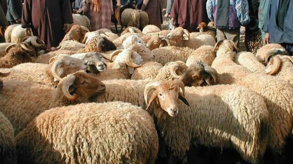 نائبة من سوس توجه انتقادات للحكومة بسبب دعم مستوردي الأضاحي بـ200 مليار سنتيم
