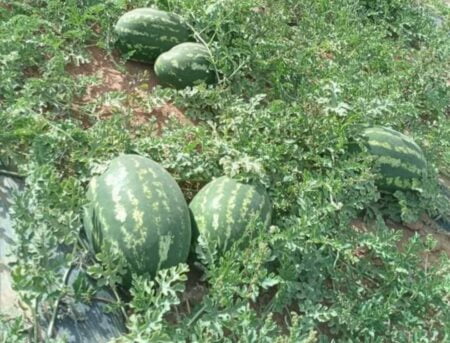 سوس ماسة : تضرر 200 فلاحا بسبب آفة مست منتوج “الدلاح” سوس ماسة : تضرر 200 فلاحا بسبب آفة مست منتوج "الدلاح"
