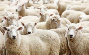 Mouton roumain