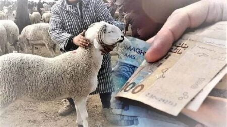 وزارة الفلاحة توضح بخصوص ما يروج حول ارتفاع أسعار الأغنام في عيد الأضحى