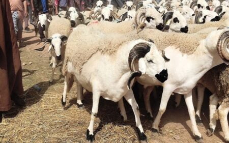 48% من المغاربة يفضلون عدم الاحتفال بعيد الأضحى هذا العام