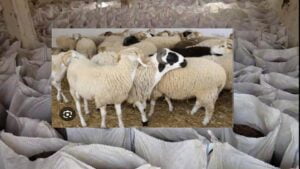 تارودانت : الدرك يحجز 40 طنا من المخلفات كانت موجهة لتسمين أضاحي العيد