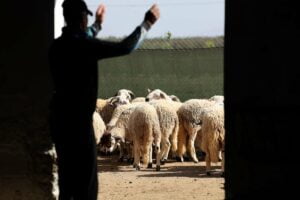 وصول أولى شحنات الأغنام المستوردة وإيداعها الحجر الصحي 1 moutons