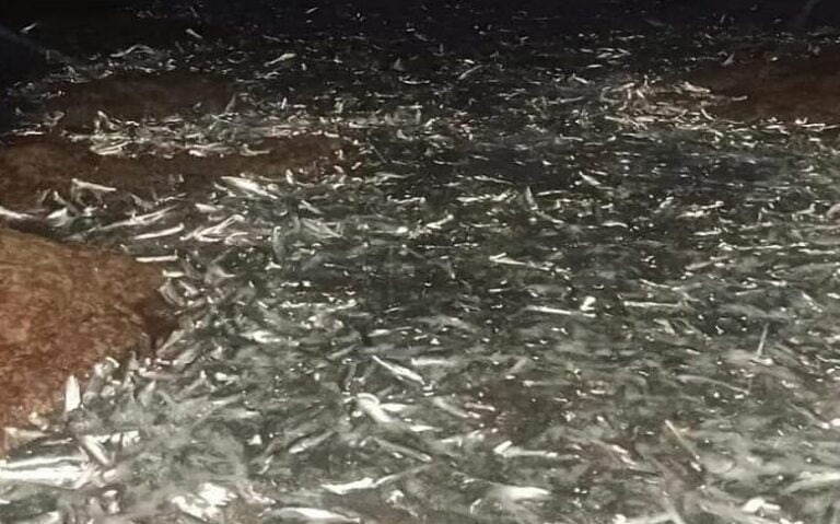 حالة استنفار إثر نفوق أطنان من أسماك الأنشوبا بشاطئ الكزيرة. (+صور)