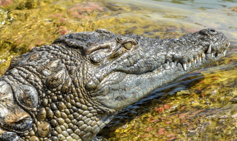 “كروكوبارك” : أكادير تستقبل 16 تمساحا من نوع “سوكوس” المنقرض في إطار جهود إعادة توطين فريدة