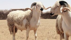 الشروط الأساسية لذبح أُضحية العيد على الطريقة الاسلامية. 3 6018e513a3590 1718362925