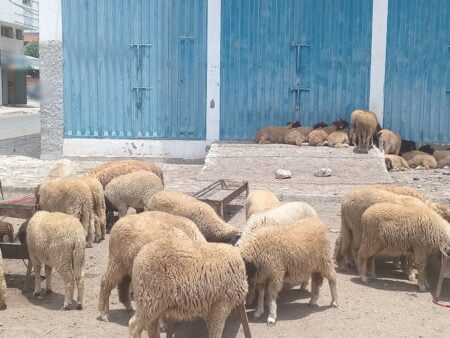 أكادير : فوضى فضاءات بيع الأضاحي... هل أصبح سكان حي أسكا مواطنون من الدرجة الثانية ؟
