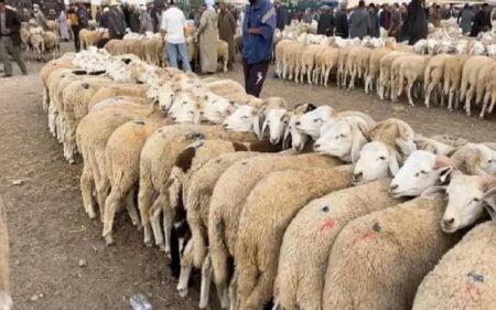 أسواق المواشي: سخطٌ وتذمرٌ من ارتفاع أسعار الأضاحي يُنغص فرحة عيد الأضحى.