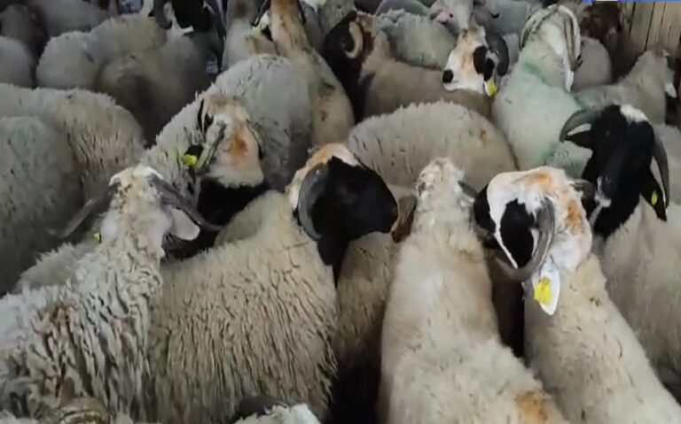 أكادير : الغلاء، السمة البارزة لأثمنة الأكباش و الماعز. (روبورتاج)