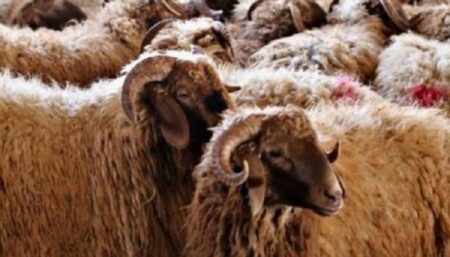 ارتفاع استثنائي في أسعار الأضاحي رغم وفرة المعروض.