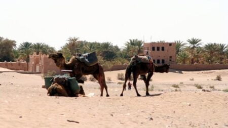 ارتفاع أسعار لحوم الإبل في الأقاليم الجنوبية، وجزارون يردون بإغلاق محلاتهم