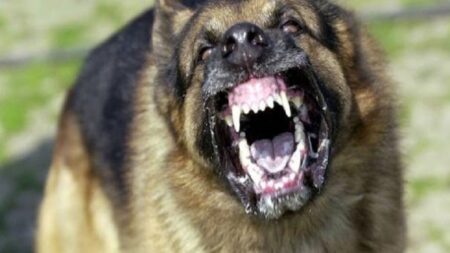 وفاة شاب بداء السعار نواحي قلعة السراغنة بعد تعرضه لعضة كلب دون علاج