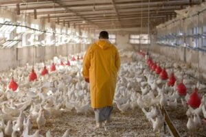 poulet