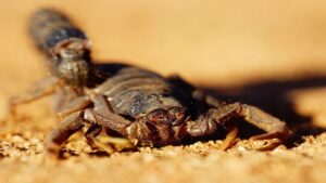 تارودانت : ارتفاع درجات الحرارة يزيد المخاوف من خطر العقارب خلال فصل الصيف 11 scorpion