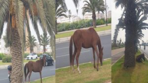 أكادير : ظاهرة تجوال الحيوانات وسط المدينة تقلق الساكنة، ومطالب بالتدخل لوقف هذا الوضع 10 57759240 fce8 4daf b668 45cf6ff48ef0