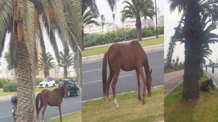 أكادير : ظاهرة تجوال الحيوانات وسط المدينة تقلق الساكنة، ومطالب بالتدخل لوقف هذا الوضع