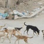 مغاربة يلجؤون إلى القضاء بعد اقتنائهم سيارات ملوثة