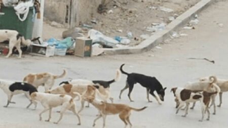 أكادير : غياب استراتيجية ناجعة لمواجهة ظاهرة الكلاب الضالة يؤرق ساكنة عاصمة سوس