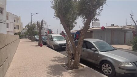 فعاليات بيئية تطالب بحماية وصيانة الأشجار المعمرة بأكادير