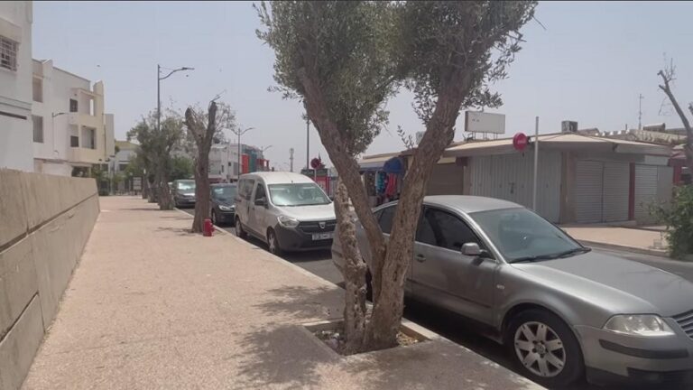 فعاليات بيئية تطالب بحماية وصيانة الأشجار المعمرة بأكادير