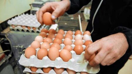 تراجع الطلب يخفض أسعار البيض في المغرب، ووزارة الفلاحة تدعو إلى رفع الإنتاج