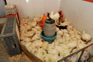 أسعار الدجاج تعاود الارتفاع مجددا، و"حماة المستهلك" ينشدون تدخلا حكوميا عاجلا 8 poulet