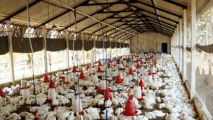 منتجو الدواجن المفلسون يطالبون بجبر الضرر وتجاوز واقع "الاحتكار" في سوق الأعلاف 3 poulet67