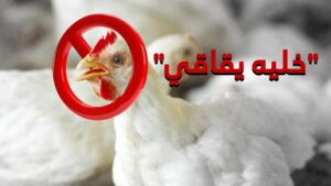 poultry
