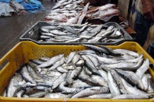 "مول الحوت" يفتتح محله الجديد في أكادير ويواصل عرضه للسردين بـ5 دراهم 3 sardine
