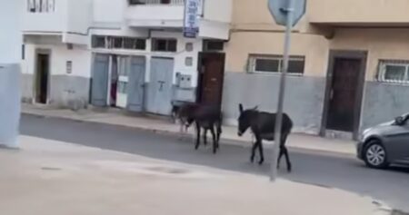بعد الكلاب، حمير ضالة تحتل شوارع أكادير