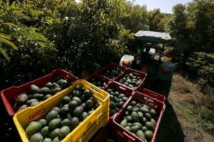 محصول الأفوكادو يتحدى أزمة الجفاف ويحقق أرقاماً قياسية في المغرب 3 avocado
