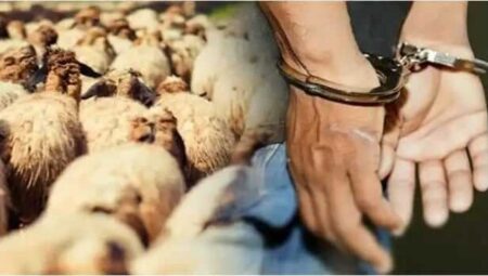 الإطاحة بعصابة "الفراقشية" يسفر عن استرجاع عدد من المواشي المسروقة